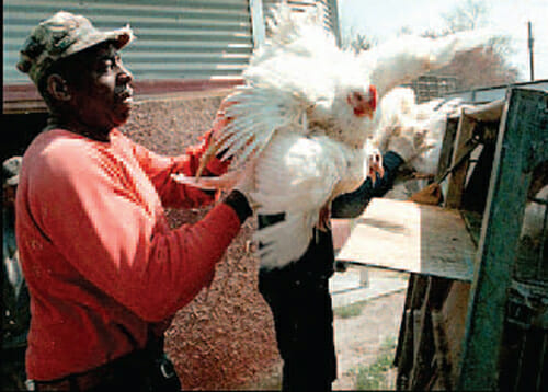 Chickens stuffed into crates