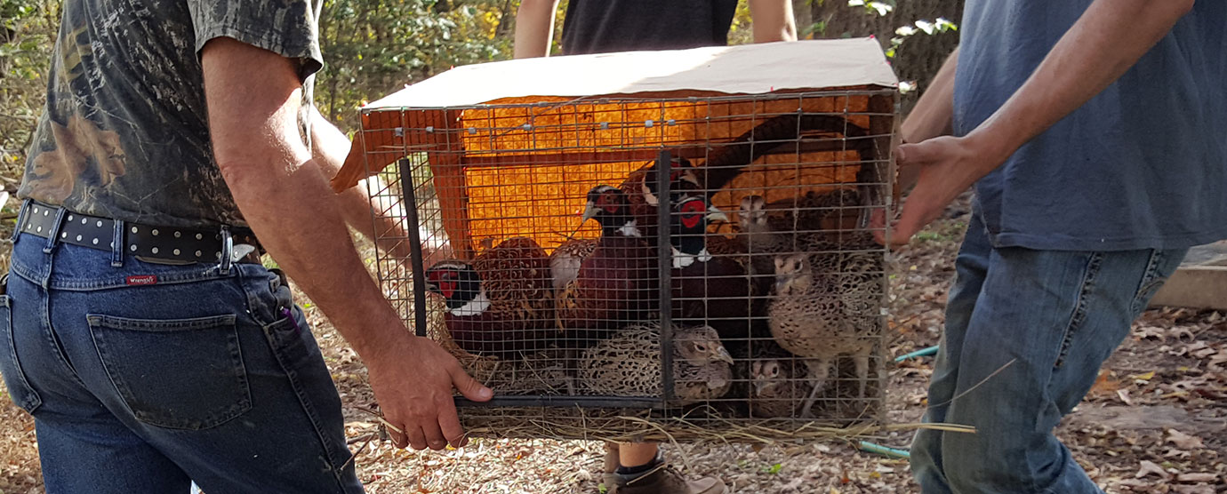 Pheasants being carried in a cage