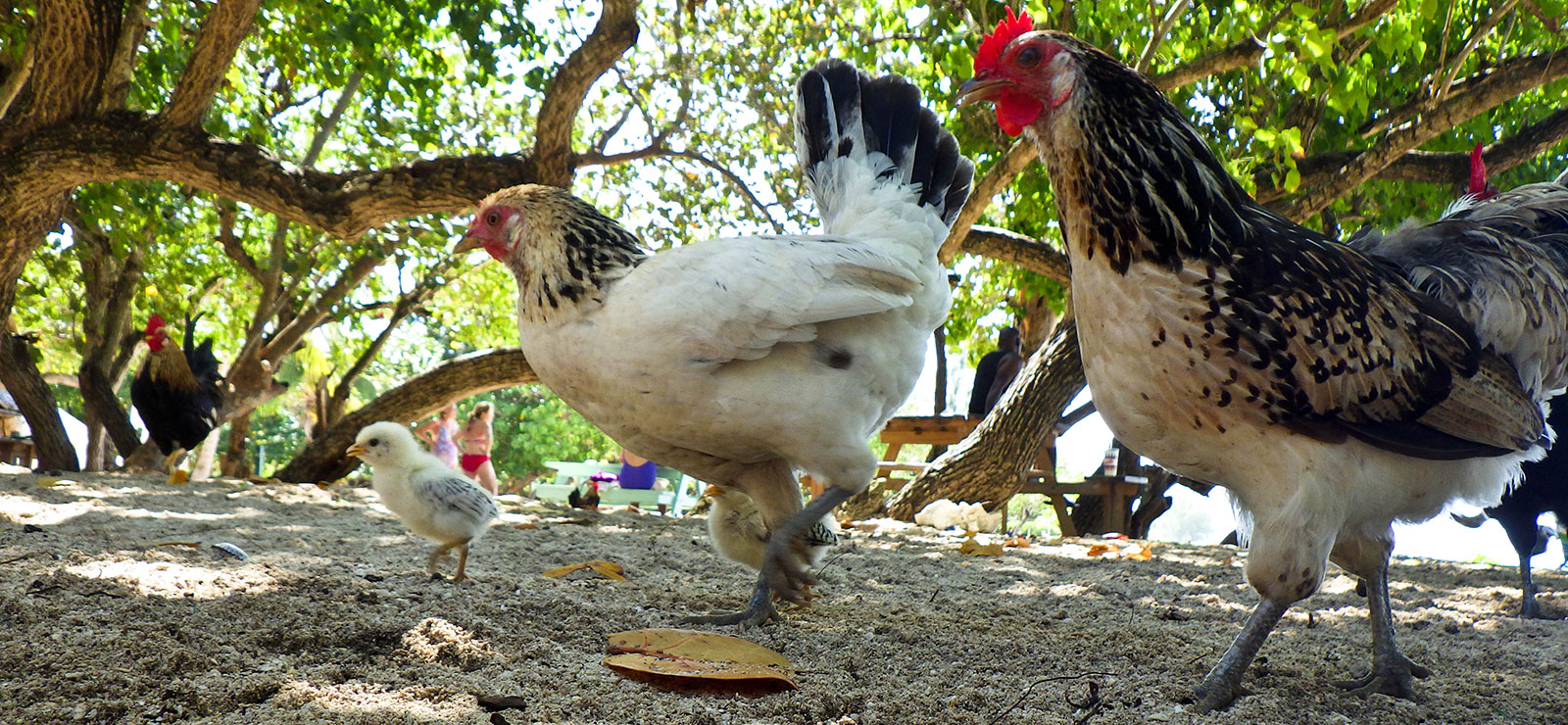 chick, hen and rooster walking side by side