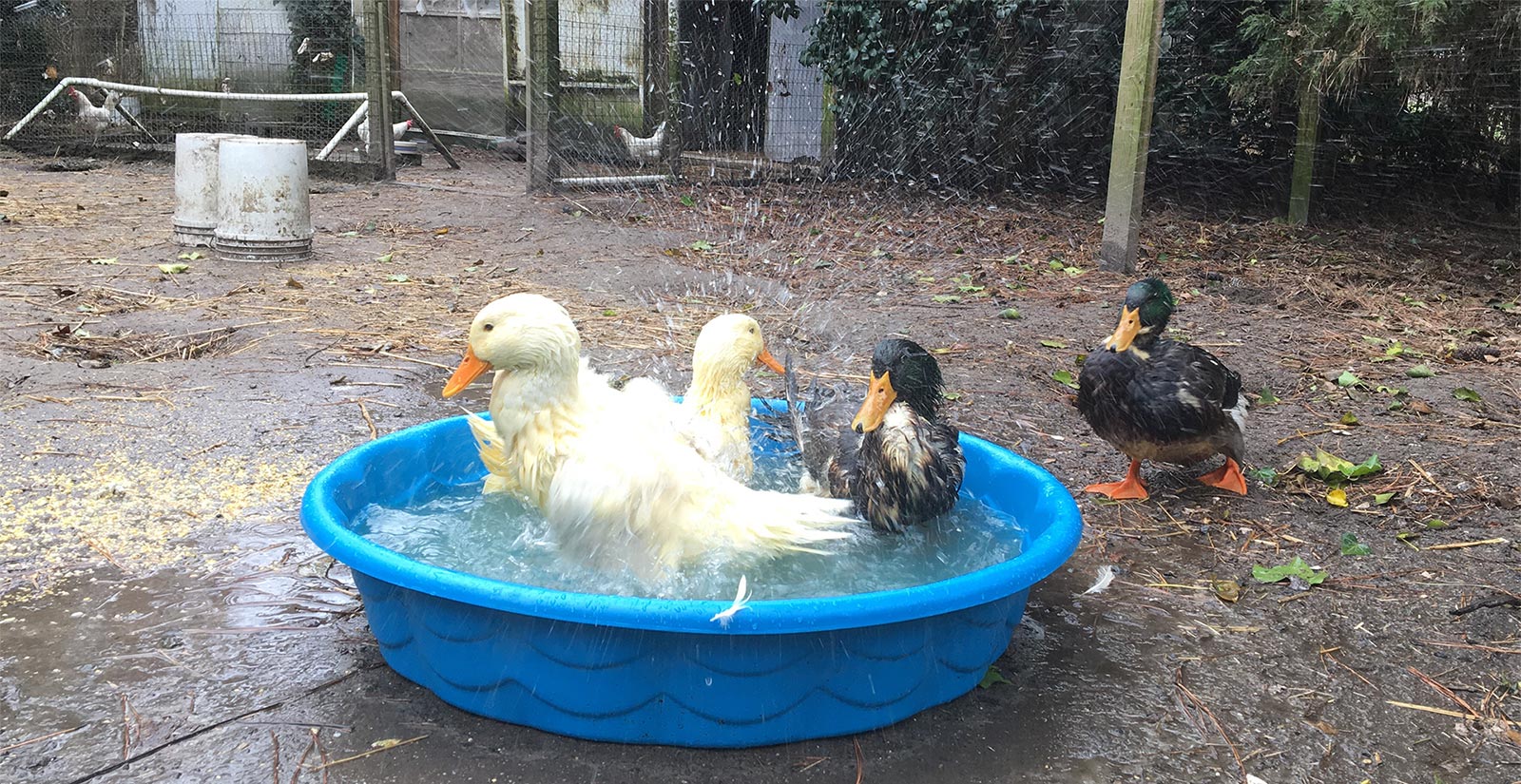 Ducks splashing in the pool