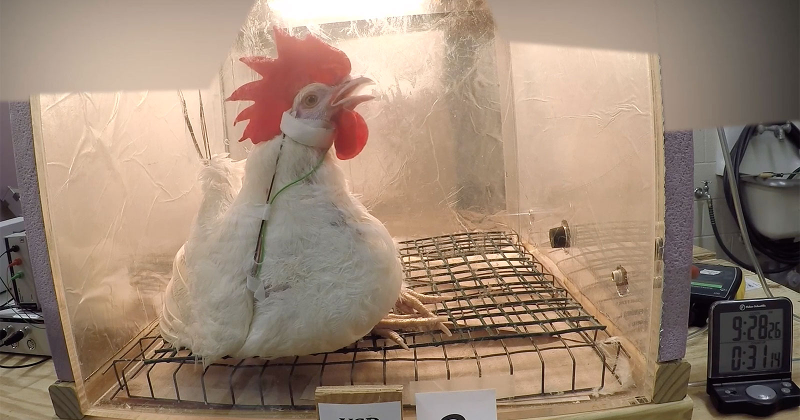 decompression by sue coe