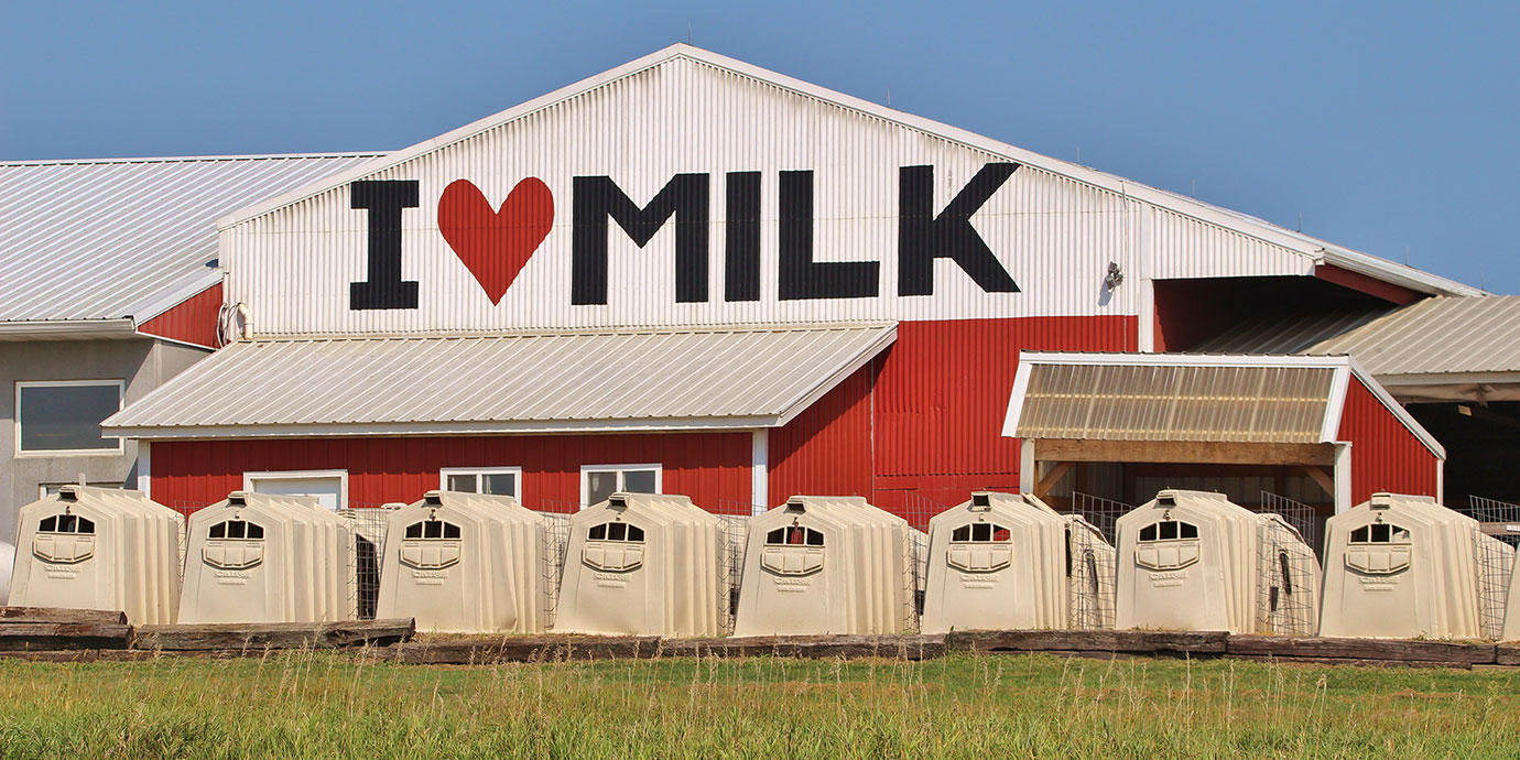 Dairy with 'I Love Milk' sign in the background, veal crates in the foreground.