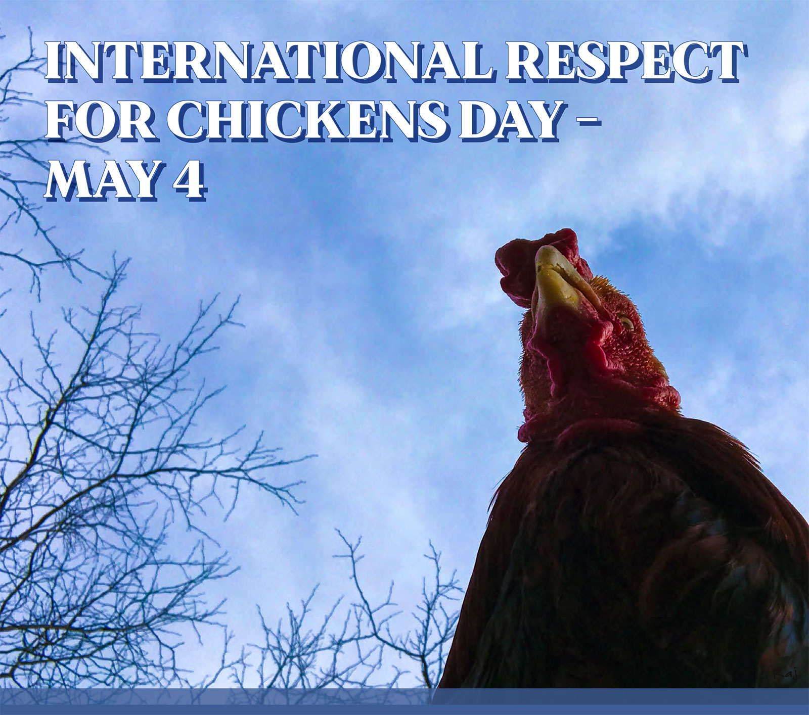 International Respect for Chickens poster featuring Raj the rooster