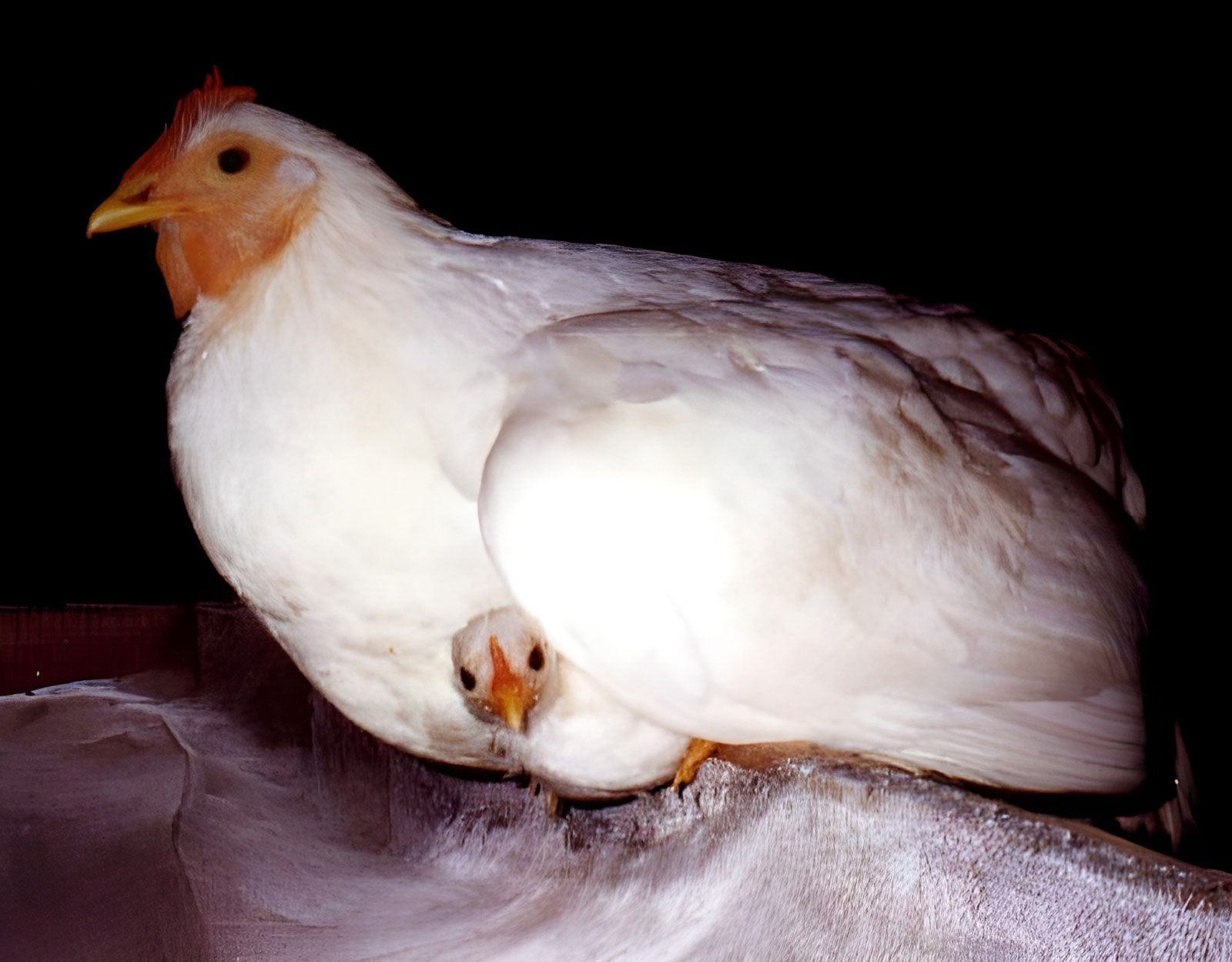  UPC Photo of Daffodil and her baby by Karen Davis 