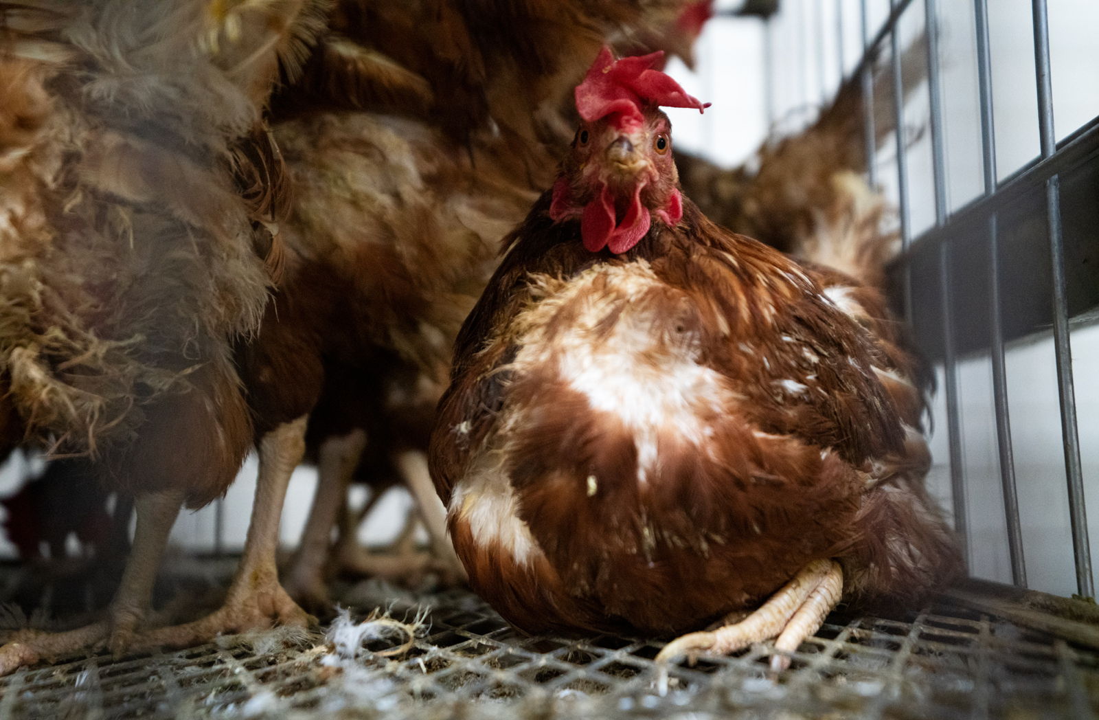 Hen in cage with other hens