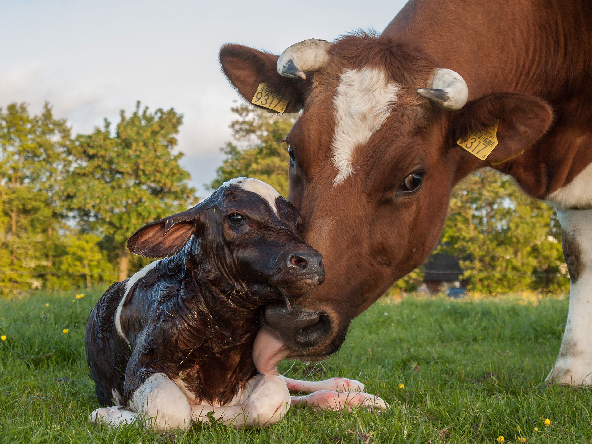 A calf being licked by her mother.