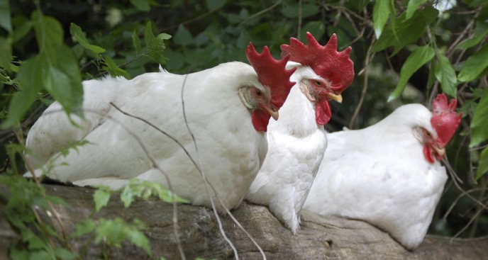  Photo of UPC Sanctuary Residents Zenobia, Julia & Jolene © Davida G. Breier & www.NoVoiceUnheard.org 