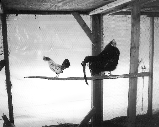 Jileroo and Jenny Hen