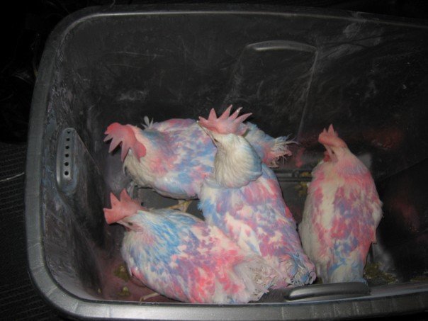 KSU Chicks