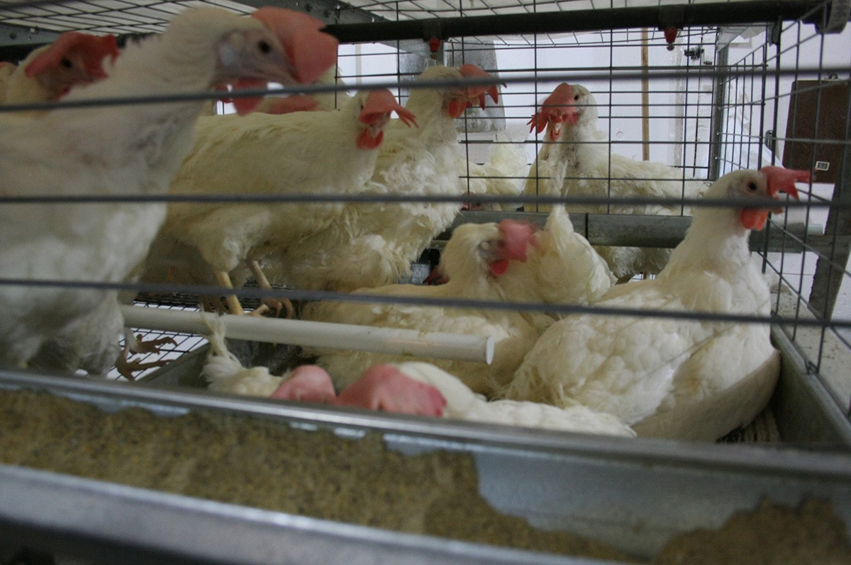 Colony Cage Willamette Egg Farms