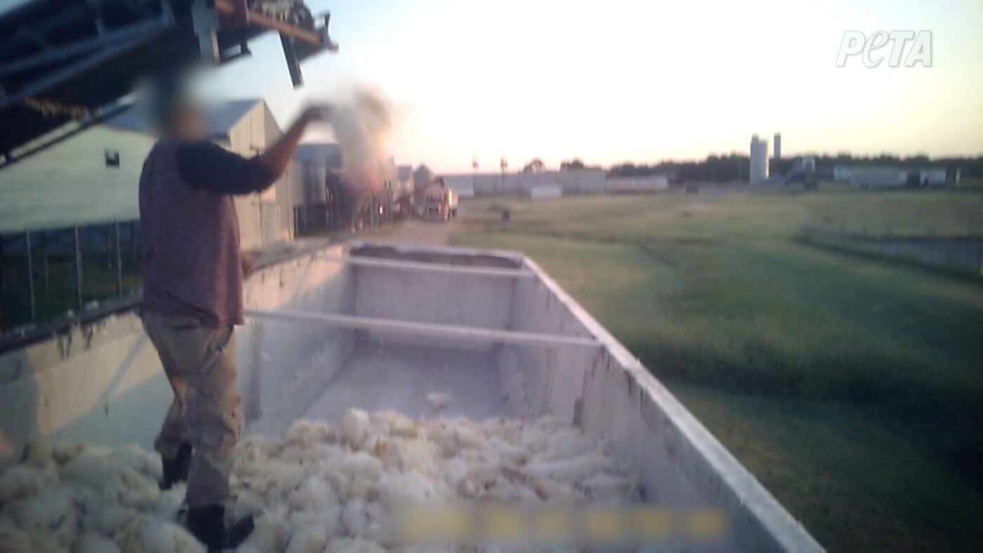 Many hens survived all that, only to be dumped onto a conveyor belt and then into trucks, where they landed amid massive piles of their dead cagemates. Workers tried to kill the survivors by slamming them against the trucks, beating them with a piece of wood, or breaking their necks.