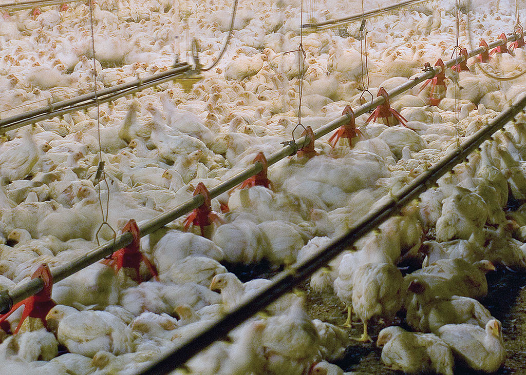 Modern chicken house in the United States