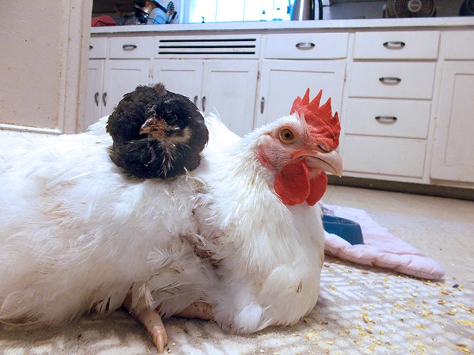 Gabby sleeping on Felix.