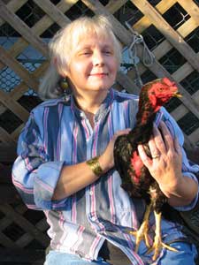 fighting rooster