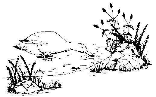 Duck illustration by Millie Holderread