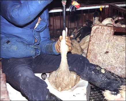 Worker force feeding a duck