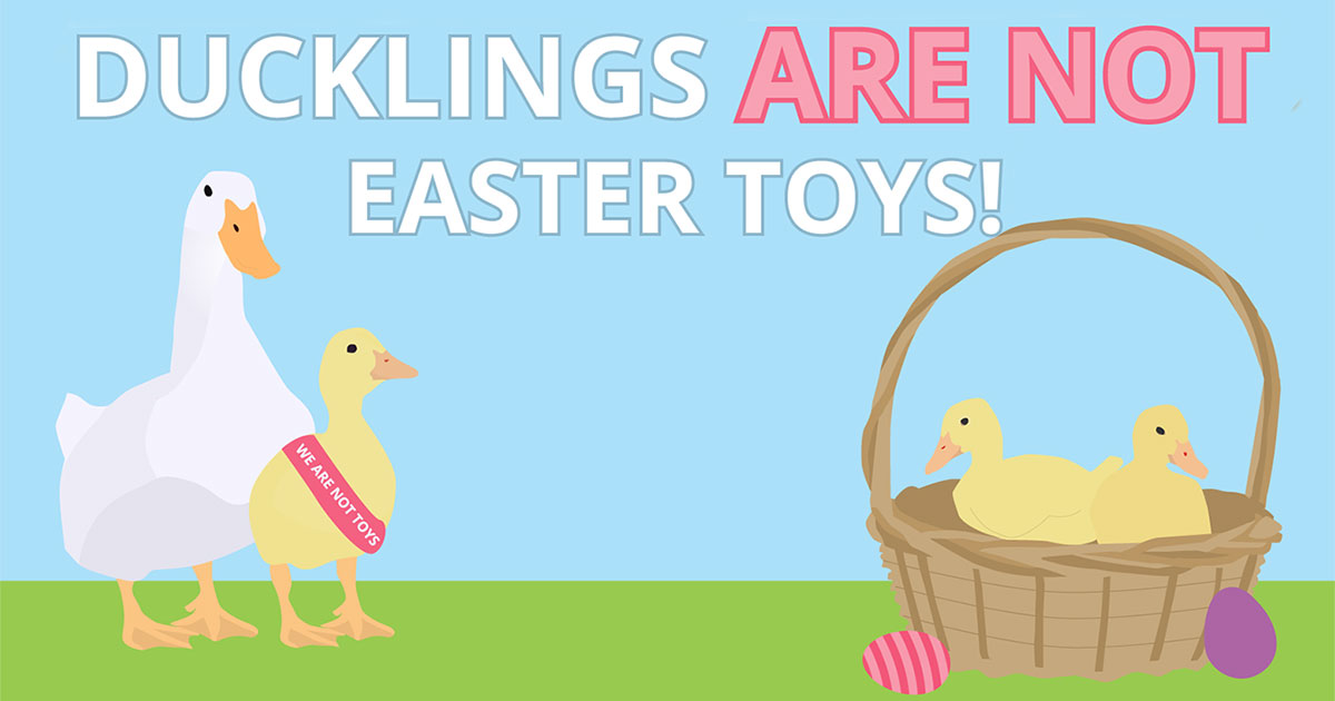 Ducklings Are Not Easter Toys!