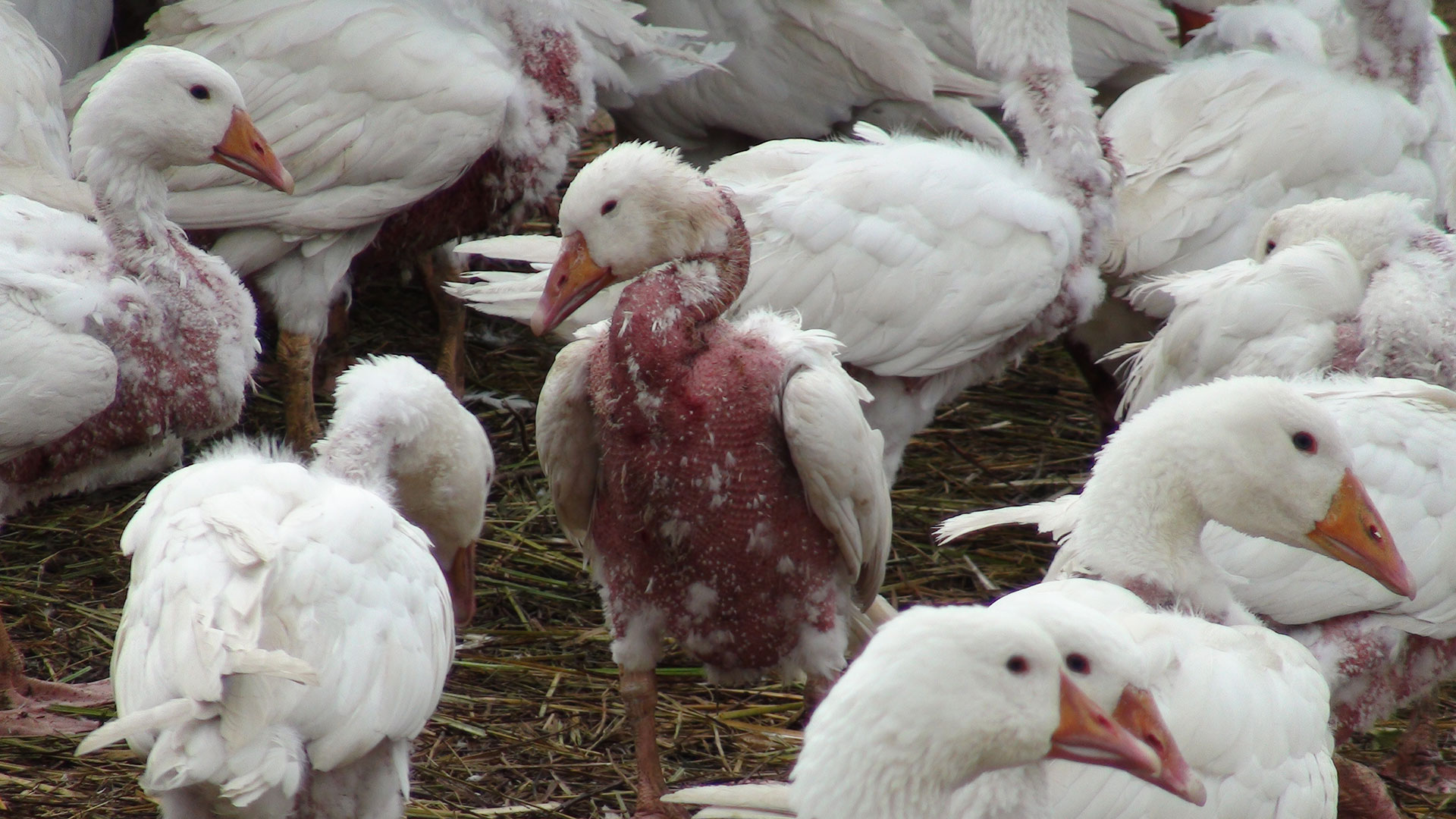 Plucked goose standing in crowded space with other plucked geese