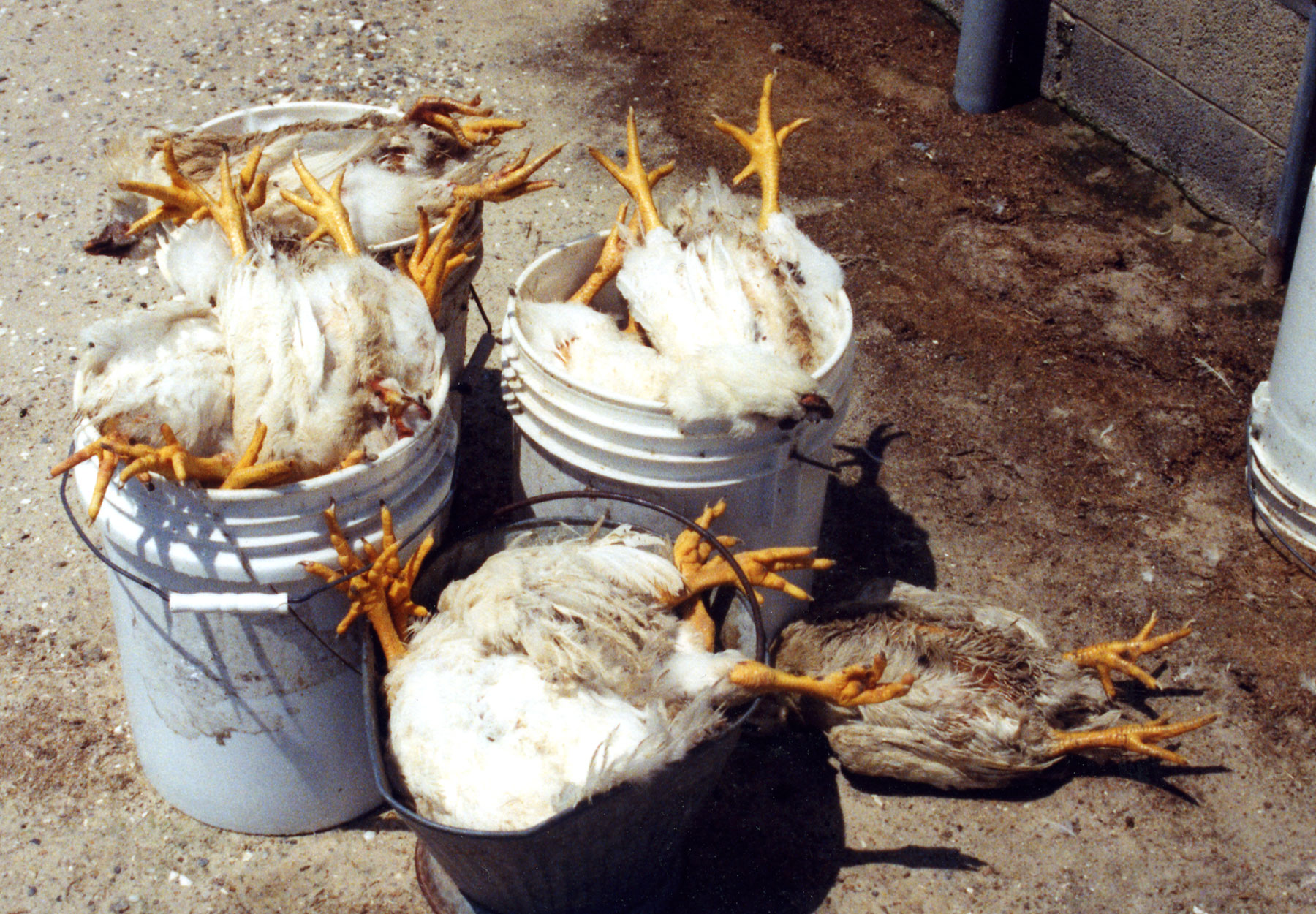 bBuckets of Dead Birds