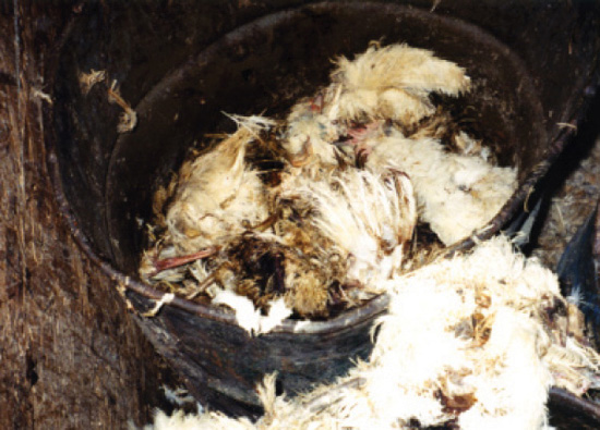 mounds_of_dead_birds (98K)