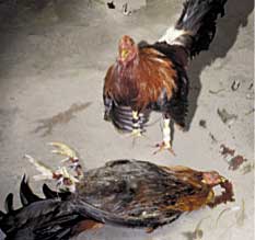 Cockfight