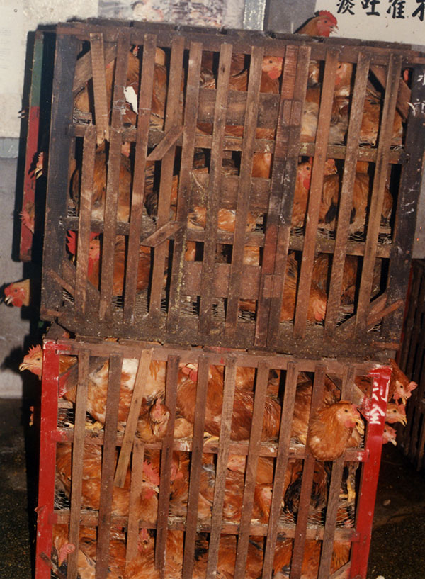 Hong Long Live Poultry Market