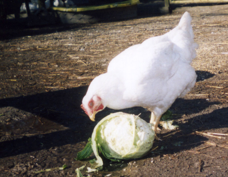 Katrina Hen Matilda