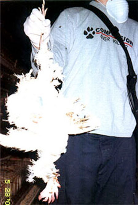 ISE Cok Holds Dead Hen