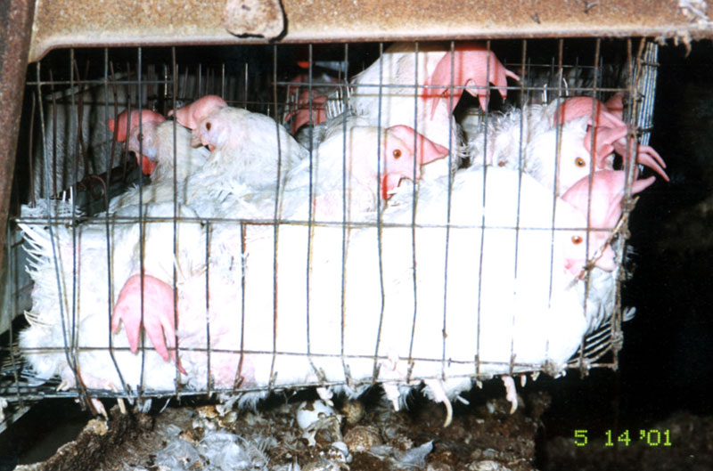 ISE Hens in Cage