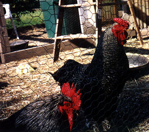 Roosters Charger and rufus Flowers survey their new domain at UPC