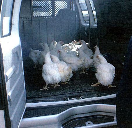 Hens in Freedom Van