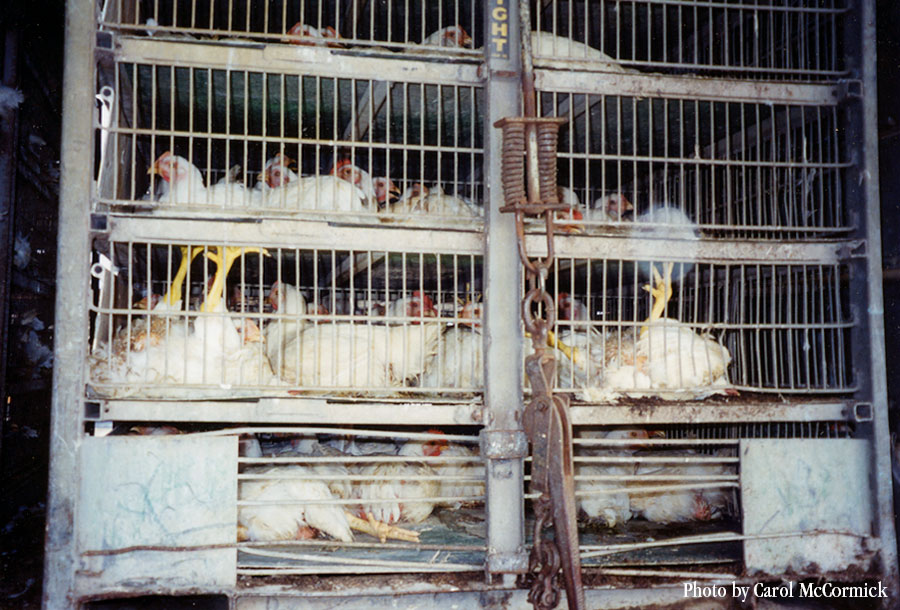 Transport of Chickens