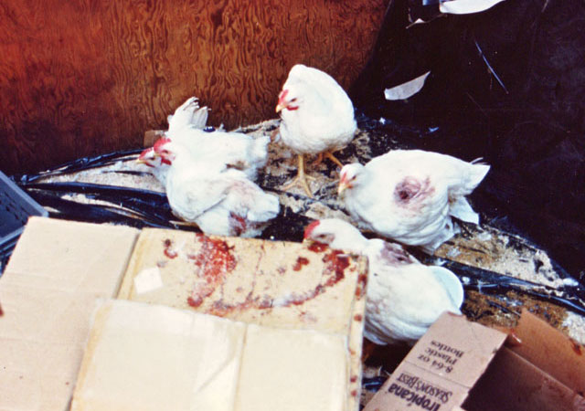 santa_monica_rescue1 (71K)