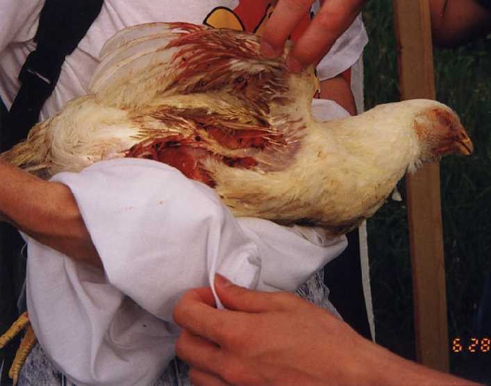 Perdue Chicken