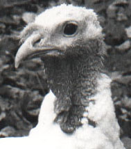 Priscilla the turkey