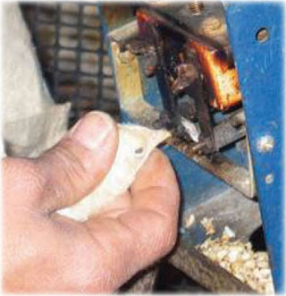 chick_being_debeaked (25K)