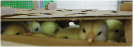 chicks_in_box (20K)