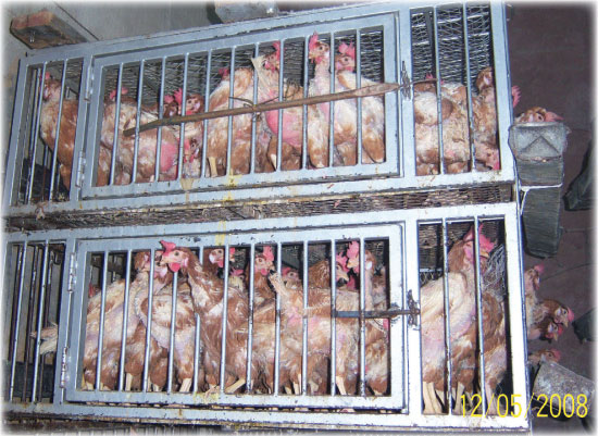 nicks_live_poultry (87K)