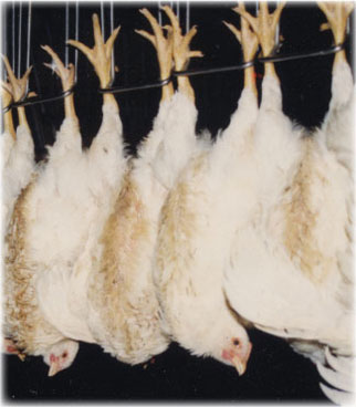 slaughter_await (25K)