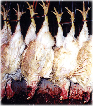 slaughter_death (48K)