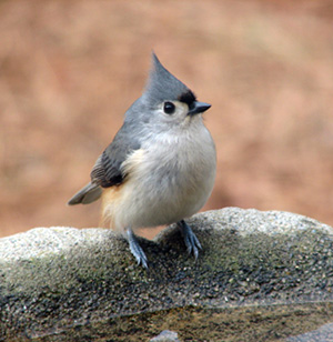 TuftedTitmouseAnneMiddletonPFW (40K)