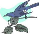 bluejay (8K)