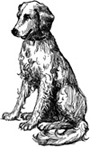 dog (6K)