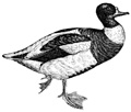 duck (4K)