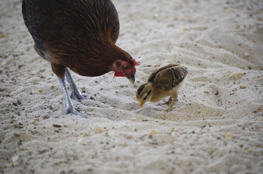 hen_peck_with_chick (37K)