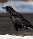 American Crow