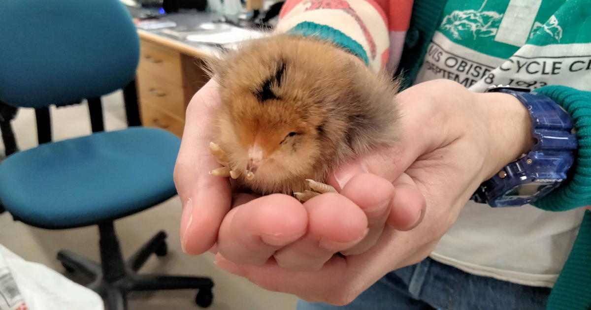 chick taken from hatching machine and held in hands