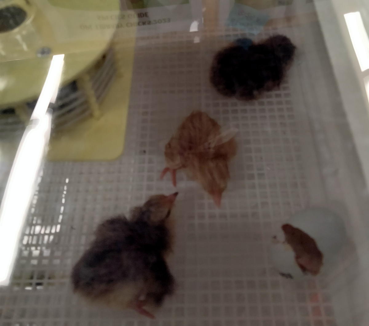 chicks inside the hatching machine