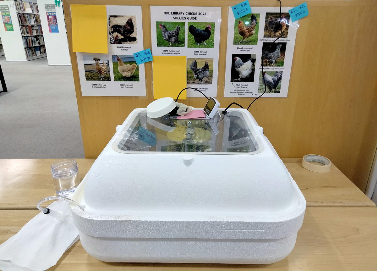 Hatching machine on library table