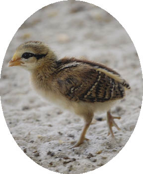 key_west_chick_oval_opt (16K)
